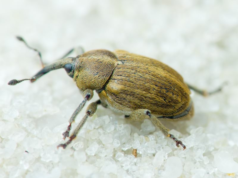 Sibinia pellucens (Scopoli, 1772)